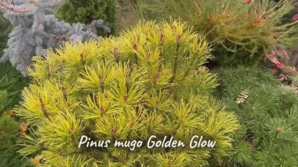 Pinus mugo Golden Glow