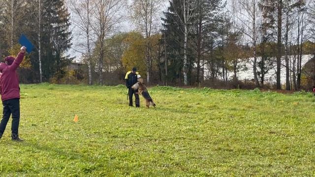 4 Отл. Toksenhof FINA +++ №50. ТВЕРЬ 12 октября`25 Моно немецких овчарок смотреть онлайн