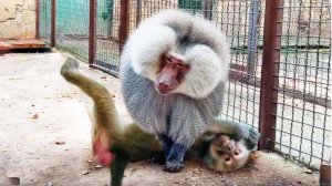 ПРИДАВИЛ  Люсю с разбега! ШОК! Елисей ПОКАЗАЛ нам защиту от макак! ИСПОРТИЛ Люсе всю прическу!