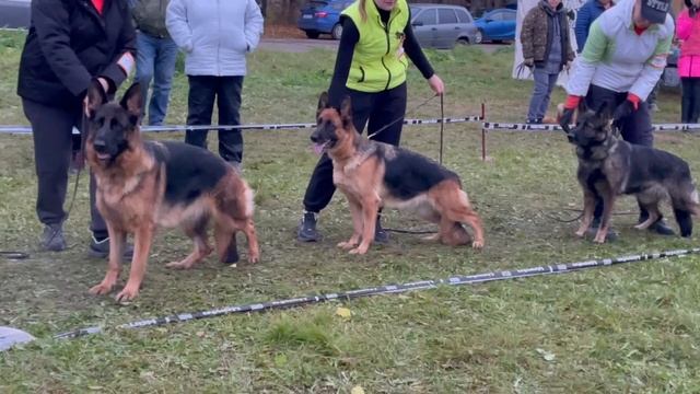 РАБОЧИЙ СУКИ / КЧК ТВЕРЬ 12 октября`25 Т.Шишкина Моно немецких овчарок смотреть онлайн