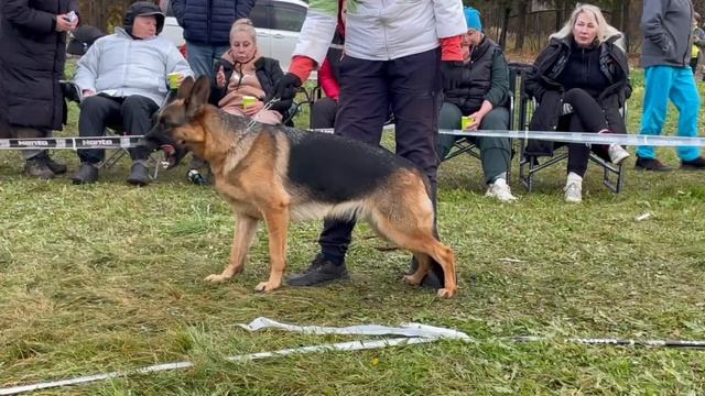 5 Оч/хор САВАННА ф. Аверсвальд №45 / КЧК ТВЕРЬ 12 октября`25 Т.Шишкина Моно немецких овчарок смотреть онлайн