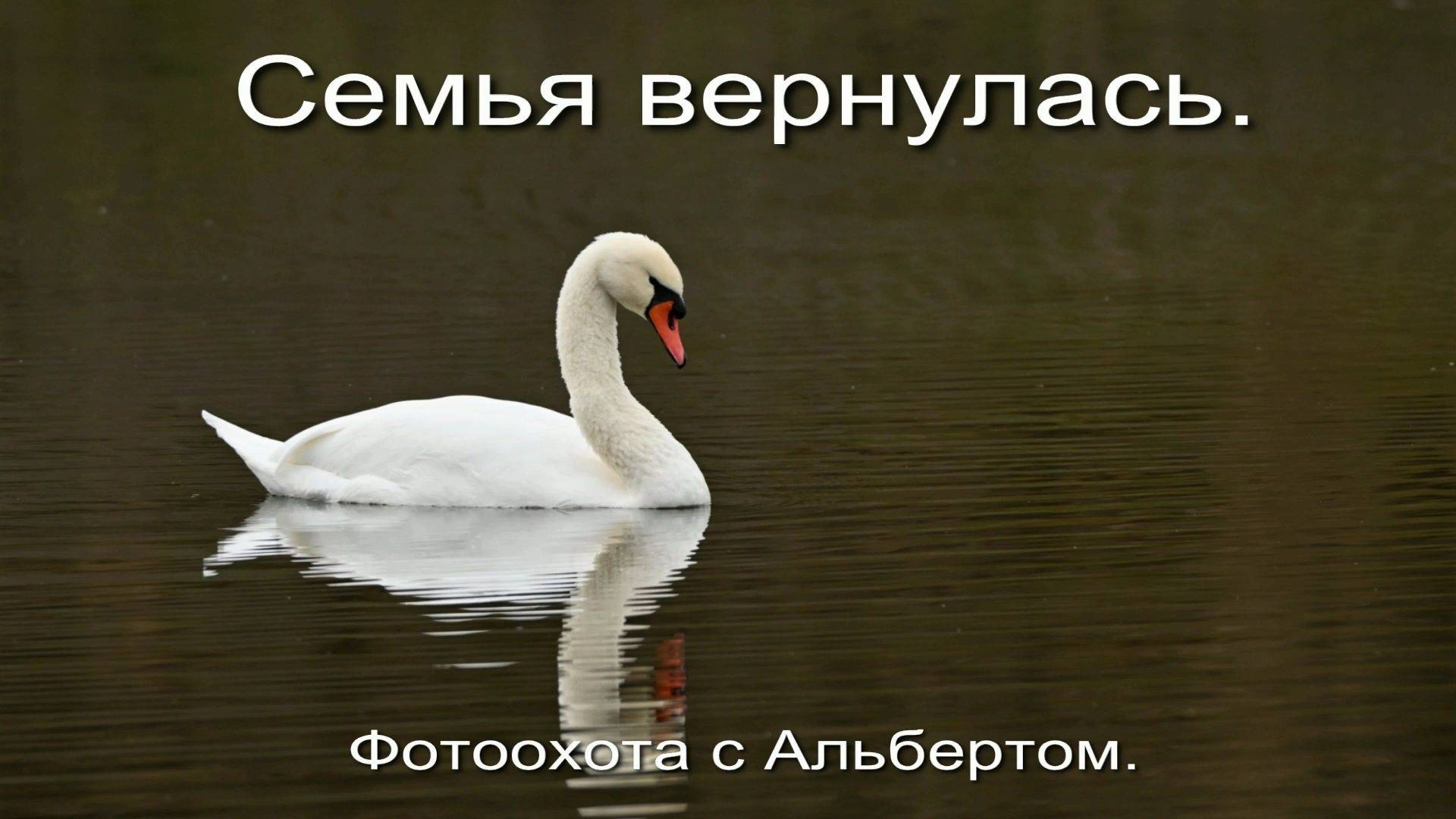 Фотоохота с Альбертом. Семья вернулась.