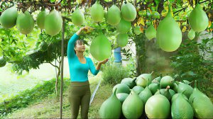 Собираю урожай момордики. Везу фрукты на сельский рынок для продажи. Жизнь во Вьетнаме