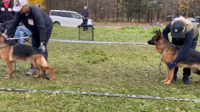 МОЛОДЫЕ СУКИ / КЧК ТВЕРЬ 12 октября`25 Т.Шишкина Моно немецких овчарок смотреть онлайн