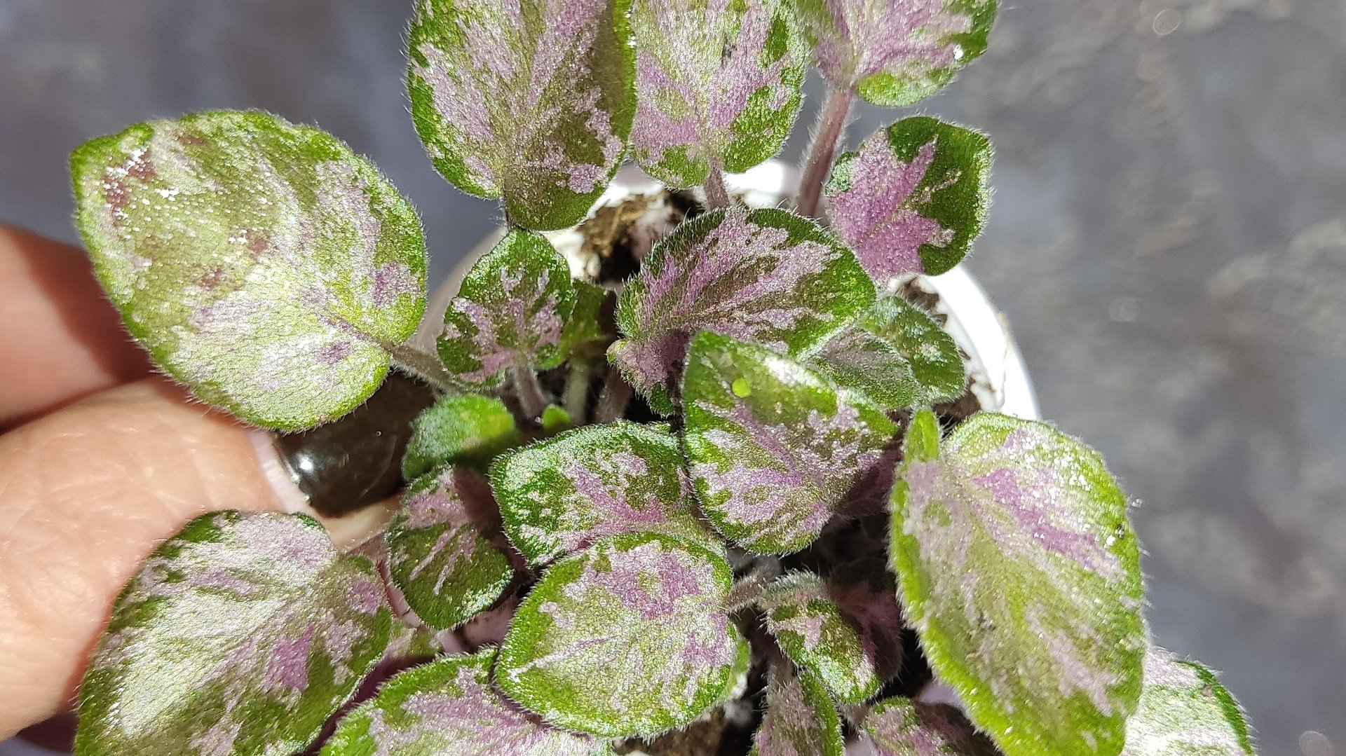 Фиалки в моих условиях. Уход и выращивание Фиалок. смотреть онлайн