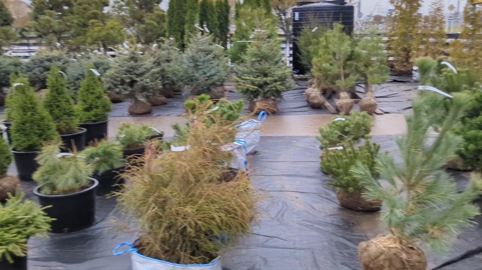 30-10-2025.Питомник растений Мега Парнас. смотреть онлайн