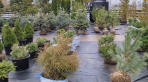 30-10-2025.Питомник растений Мега Парнас.