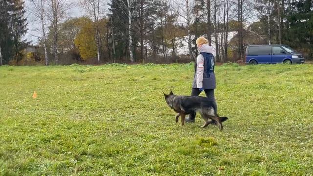 3 Отл. Фрай Винд КАТАНА +++ №48. ТВЕРЬ 12 октября`25 Моно немецких овчарок смотреть онлайн