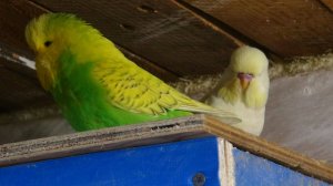 Размножение Выставочных Волнистых Попугаев. Изготовление клеток для попугаев.