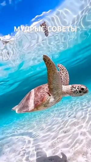 Мудрые советы