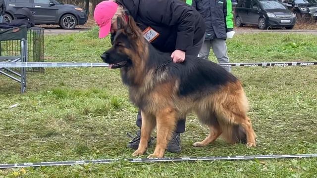 МОЛОДЫЕ КОБЕЛИ ДШ / КЧК ТВЕРЬ 12 октября`25 Т.Шишкина Моно немецких овчарок смотреть онлайн