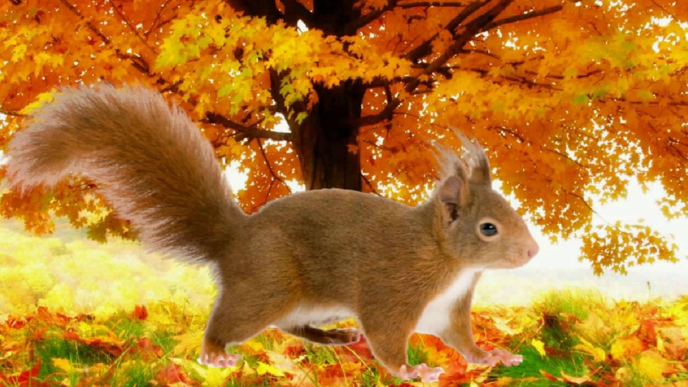Детям о животных. Как белка готовится к зиме. смотреть онлайн