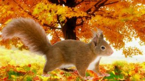 Детям о животных. Как белка готовится к зиме.