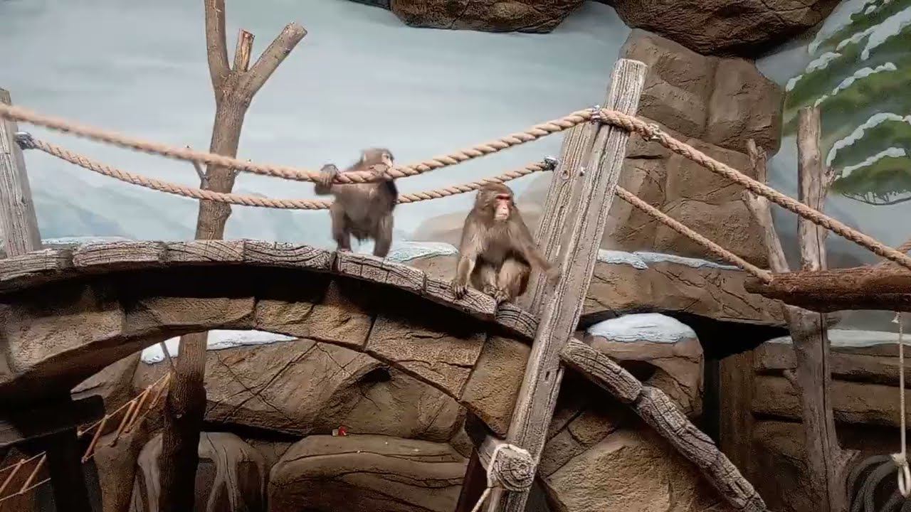 Японские макаки. Шустрый Кайко и спокойная Китана 22.10.2025 смотреть онлайн