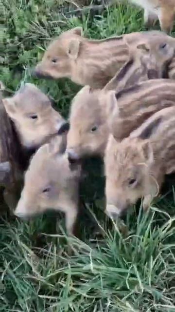 Кабанята ищут маму.
Источник ТВК смотреть онлайн