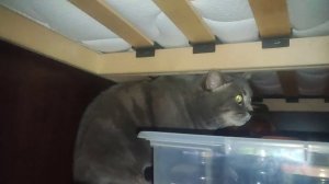 Кекс Шоу 1 серия страх Кекса.