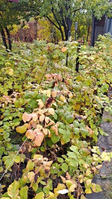 Приехали на дачу, а там малинка)))😋😋😋 смотреть онлайн