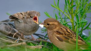Дерзкий Житель Каменных Джунглей - ВОРОБЕЙ!