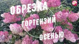 ФОРМИРУЮ МЕТЕЛЬЧАТЫЕ ГОРТЕНЗИИ ОСЕНЬЮ