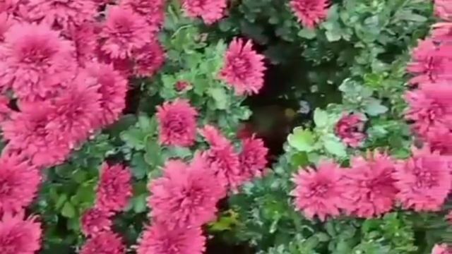 До свиданья, лето! 🌞 смотреть онлайн