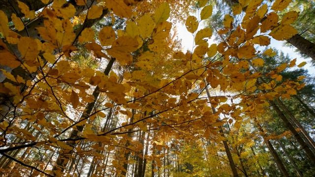Осень, она не спросит смотреть онлайн