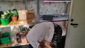 Посадка эустомы🤗🌹🌹🌹🌹