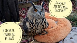 Сова Ёль времена года попутала и внезапно начала копать ямку. Три синицы в руке, а Избушка в Рутубе