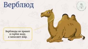 уроки БИОЛОГИИ Животные различных материков