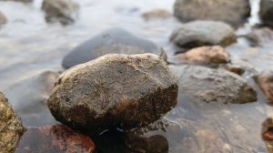 Осенняя природа . Релакс .