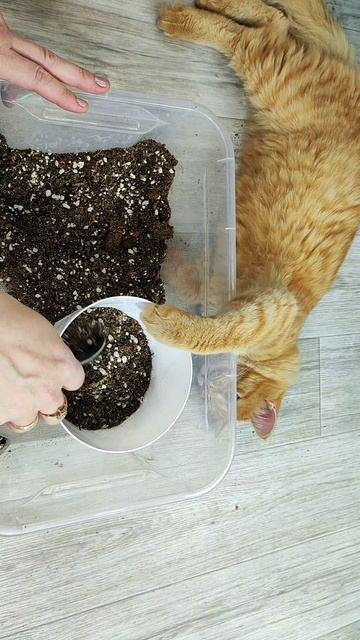 МАЛО КТО ЗНАЕТ ЧТО АГЛАОНЕМУ ПЕРЕСАЖИВАЮТ ТОЛЬКО ТАК! смотреть онлайн