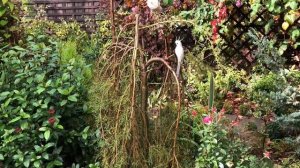 Обзор южного сада в конце октября. Новые растения. Посадки, пересадки🌿