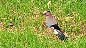 Птицы. Сойка.