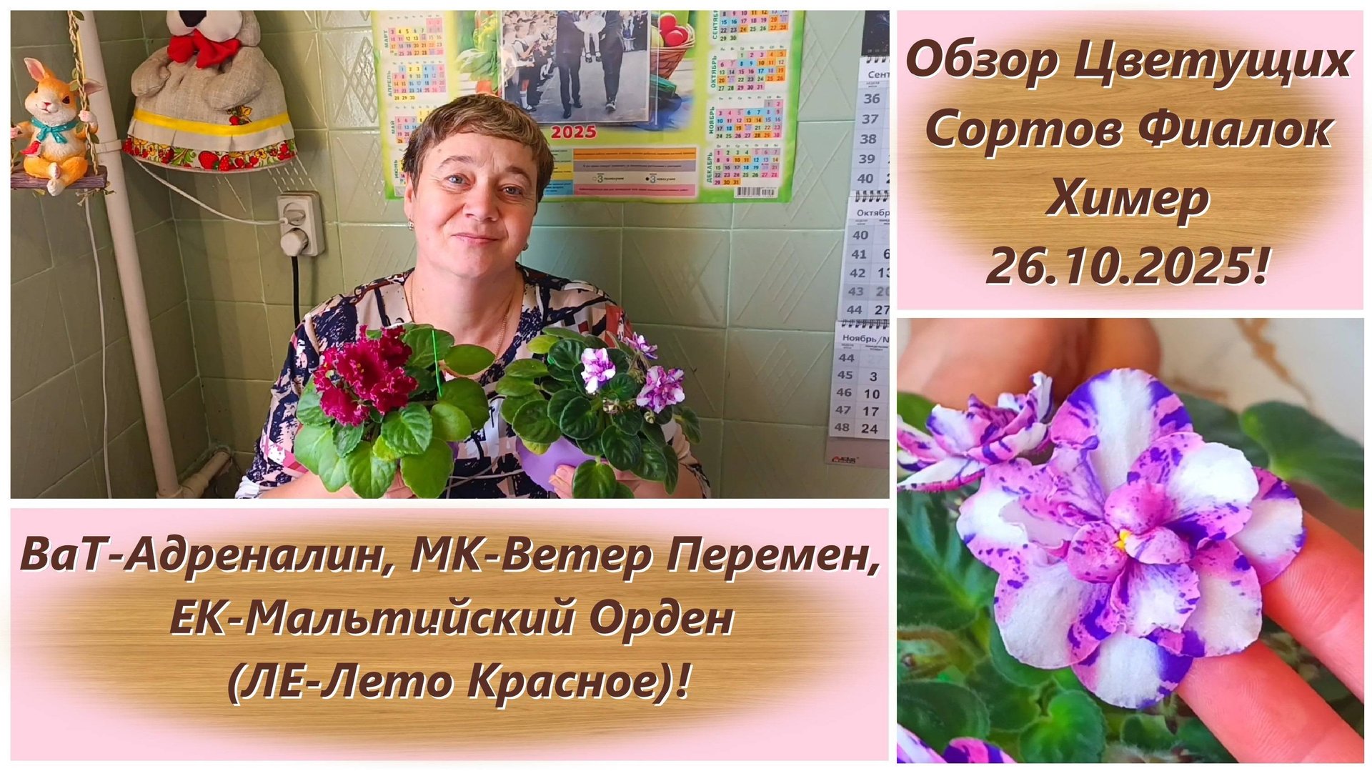 Обзор Цветущих Сортов Фиалок Химер 26.10.2025! ВаТ-Адреналин, МК-Ветер Перемен, ЕК-Мальтийский Орден