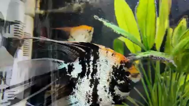 комнатные растения смотреть онлайн