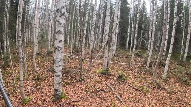 Охота с гончим на зайца смотреть онлайн