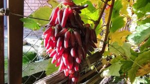 ХЕЛЛОУИН НА 26.10.2025!!!🍇🍇🍇 Telegram, WhatsApp и Vlber +79528500417. ТЕЛ.+79054033245.