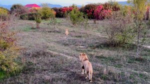 Как в былые времена - львы от нас, а мы за ними! Львов тянет на приключения с приходом осени!