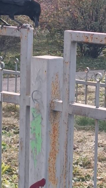 Ворона ест мышь смотреть онлайн