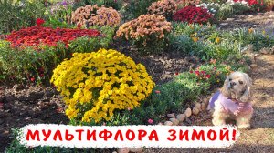 Как укрыть хризантемы на зиму! Зимовка хризантемы Мультифлора