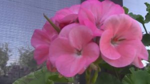 Пеларгония, которую я не сохранила.