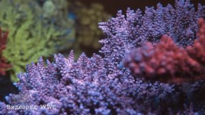 Вся правда о синем свете в морском аквариуме