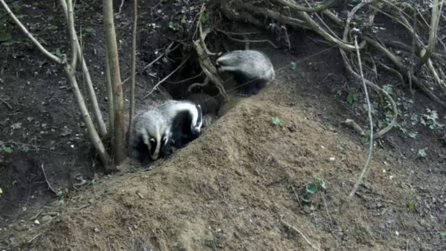 Барсуки фото ловушка смотреть онлайн