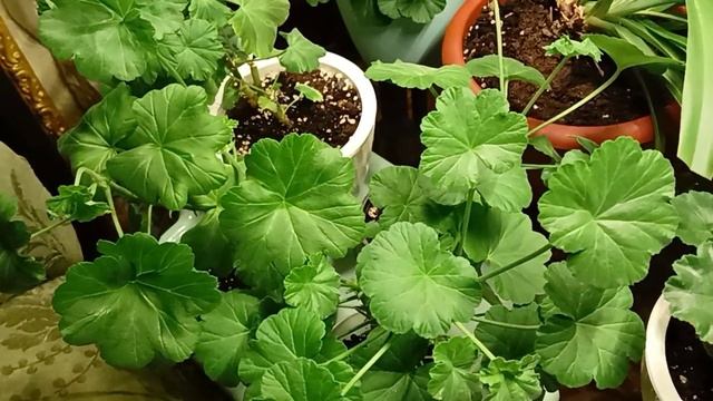 Реанимация Пеларгонии в осенне-зимний период смотреть онлайн