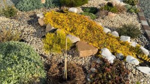 Обрезаю многолетники перед зимой!