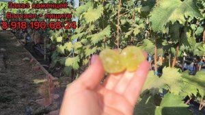 Алвика, Монарх, Диксон и Анюта 2.