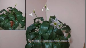 Эухарис, амазонская лилия - цветок-оберег с сильной позитивной энергетикой.  #комнатные- растения.