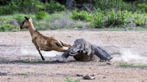 Комодский Варан и его сородичи: как охотятся и дерутся древние ящеры!