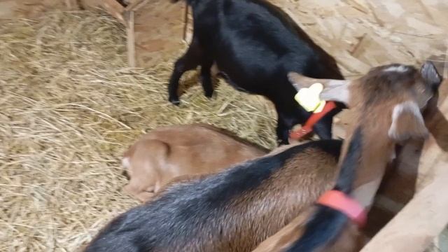 Козочки встали на учет.