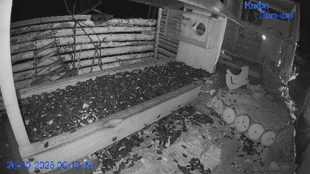 🔴24/7 Кормушка в лесу онлайн "Кафе Лесное" #Relaxing #природа #звуки леса #октябрь смотреть онлайн