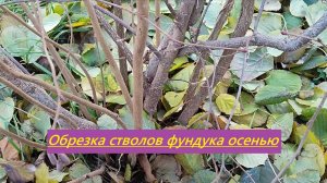 Обрезка стволов фундука осенью